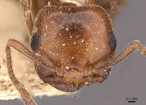 Crematogaster lorteti - CASENT0908483