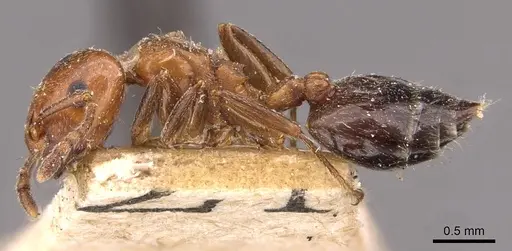 Crematogaster lorteti - CASENT0908483