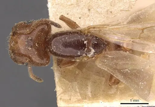 Crematogaster lorteti - CASENT0908484
