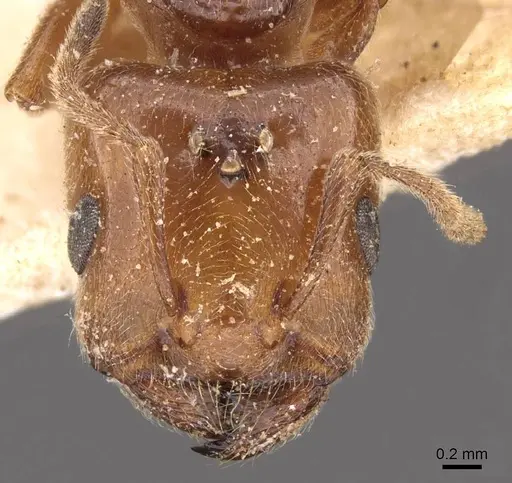 Crematogaster lorteti - CASENT0908484