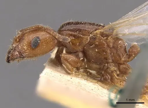 Crematogaster lorteti - CASENT0908484