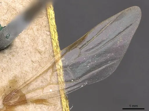 Crematogaster lorteti - CASENT0908484