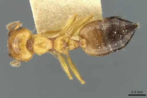 Crematogaster lucayana specimen