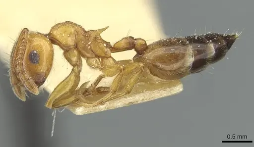 Crematogaster lucayana specimen