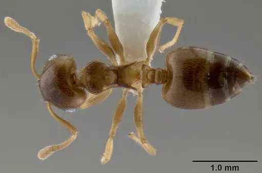 Crematogaster luctans specimen