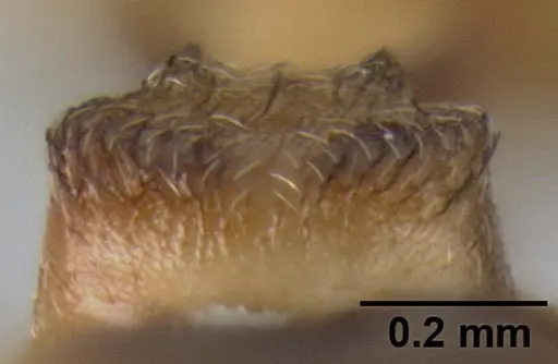 Crematogaster luctans specimen