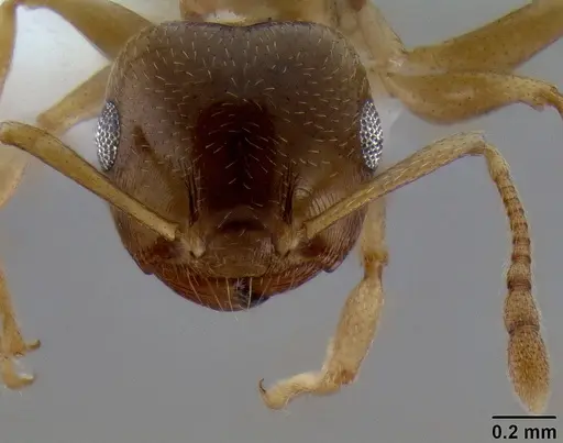 Crematogaster luctans specimen
