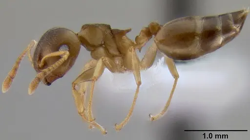 Crematogaster luctans - CASENT0193747
