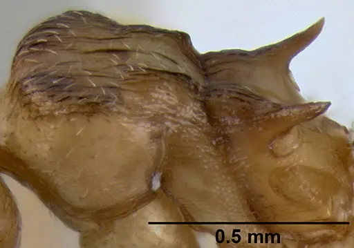 Crematogaster luctans - CASENT0193747