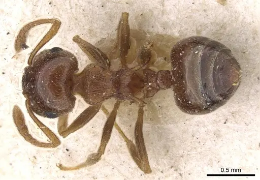 Crematogaster luctans - CASENT0908611