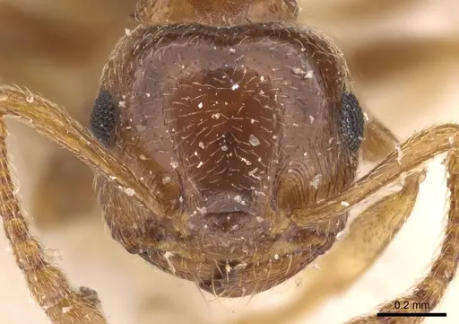 Crematogaster luctans - CASENT0908611