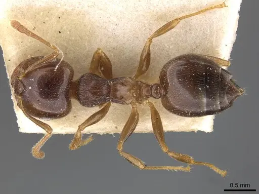 Crematogaster luctans - CASENT0908613