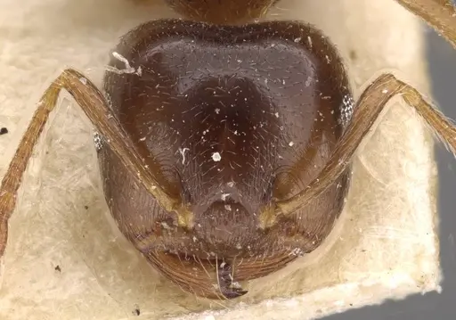 Crematogaster luctans - CASENT0908613