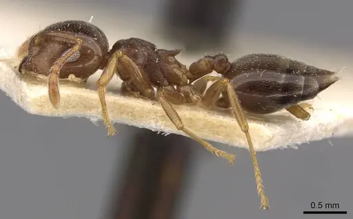 Crematogaster luctans - CASENT0908613