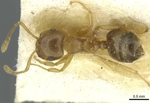 Crematogaster luctans - CASENT0912808