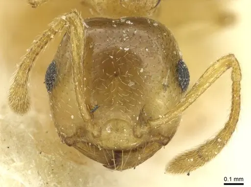 Crematogaster luctans - CASENT0912808