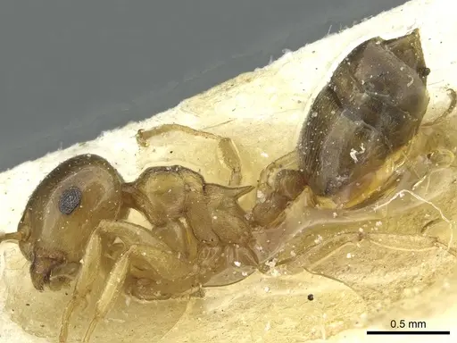 Crematogaster luctans - CASENT0912808