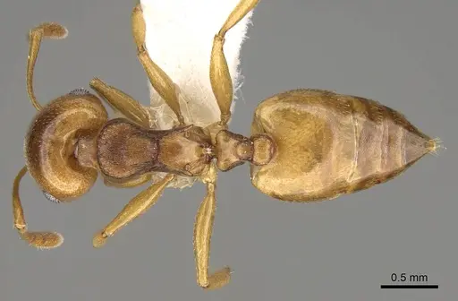 Crematogaster luctans - CASENT0914194