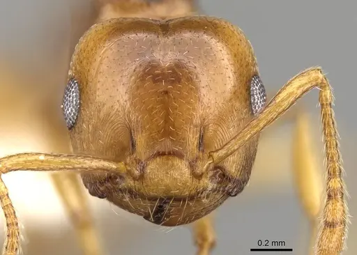 Crematogaster luctans - CASENT0914194