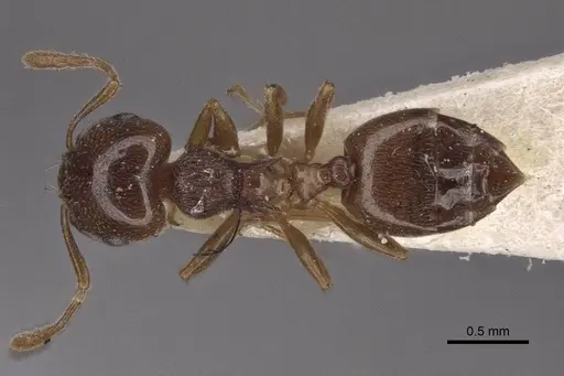 Crematogaster luctans - CASENT0916608