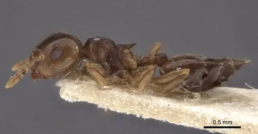 Crematogaster luctans - CASENT0916608