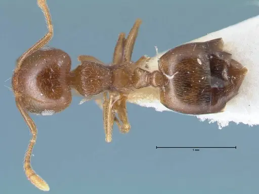 Crematogaster luctans - FOCOL1526