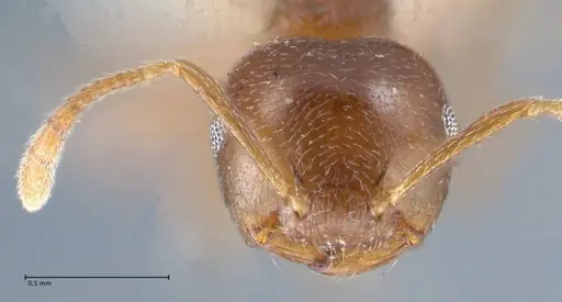 Crematogaster luctans - FOCOL1526