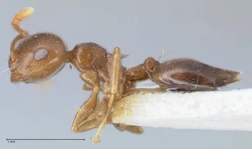 Crematogaster luctans - FOCOL1526