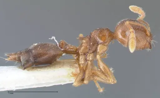 Crematogaster luctans - FOCOL1526
