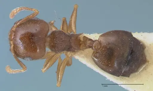 Crematogaster luctans - FOCOL1527