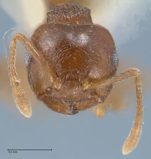 Crematogaster luctans - FOCOL1527