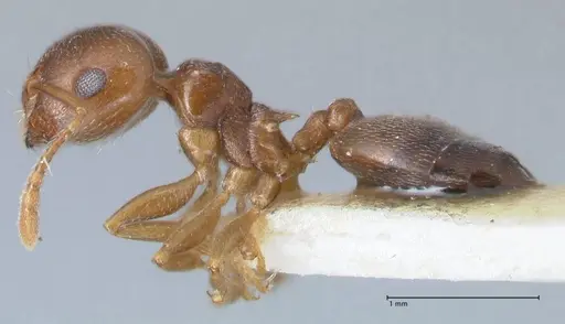 Crematogaster luctans - FOCOL1527