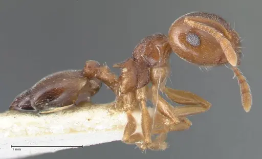Crematogaster luctans - FOCOL1527