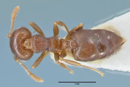 Crematogaster luctans - FOCOL1528