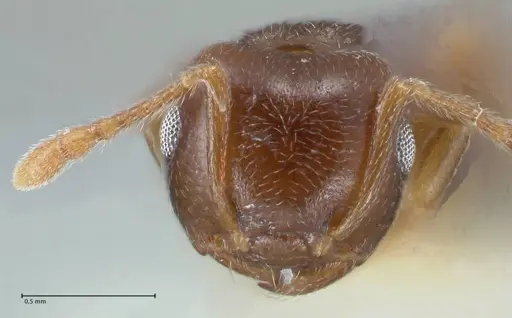 Crematogaster luctans - FOCOL1528
