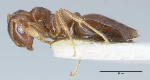 Crematogaster luctans - FOCOL1528
