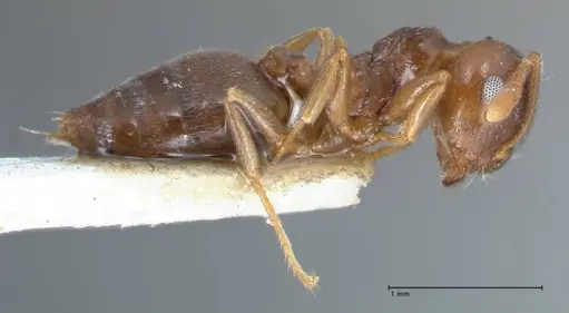 Crematogaster luctans - FOCOL1528