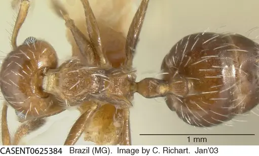Crematogaster lutzi specimen