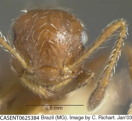 Crematogaster lutzi specimen
