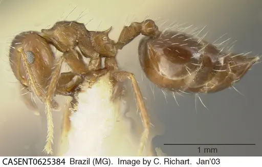 Crematogaster lutzi specimen