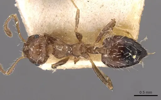 Crematogaster lutzi - CASENT0908439