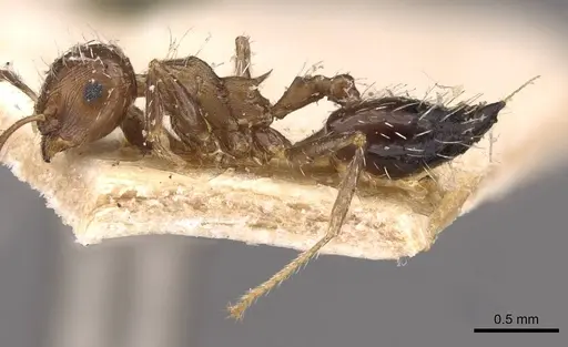 Crematogaster lutzi - CASENT0908439