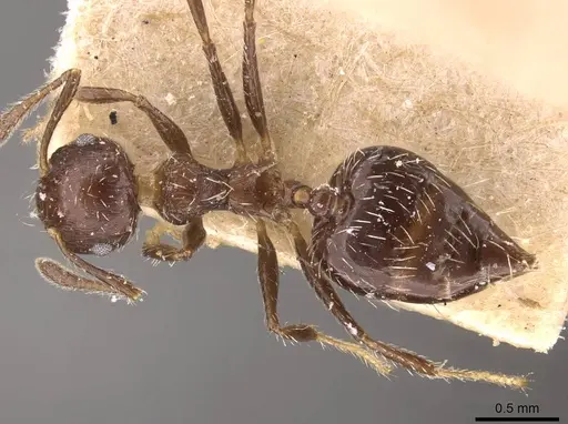 Crematogaster lutzi - CASENT0908440