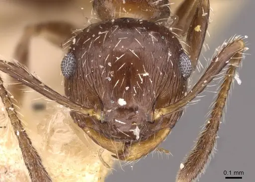 Crematogaster lutzi - CASENT0908440