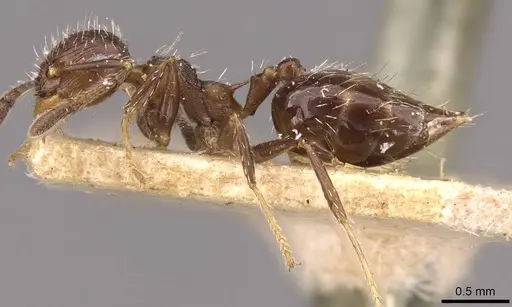 Crematogaster lutzi - CASENT0908440