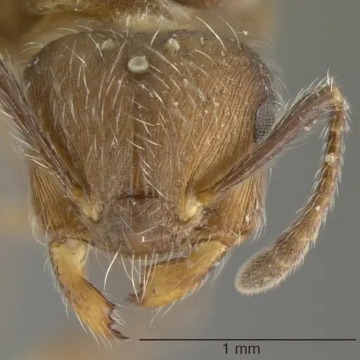 Crematogaster lutzi - JTLC000000957