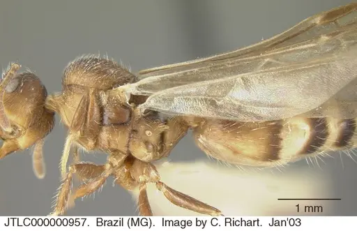 Crematogaster lutzi - JTLC000000957