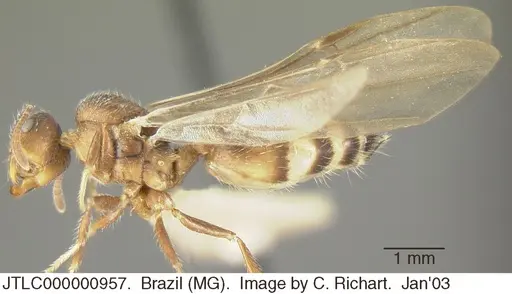 Crematogaster lutzi - JTLC000000957
