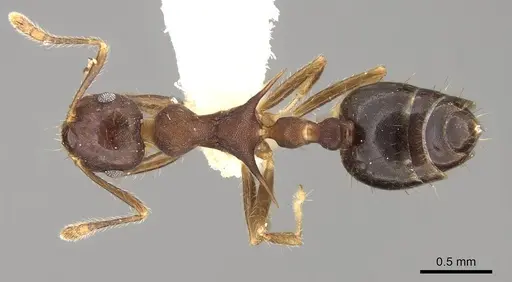Crematogaster macracantha specimen