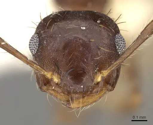 Crematogaster macracantha specimen